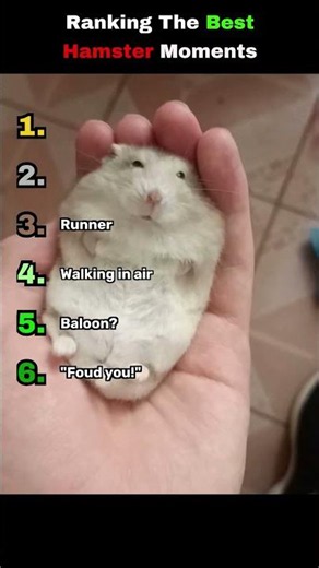 Ranking hamster moments #hamster #funny #cute #pets #shorts