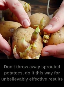 You will be surprised at the effects of sprouted potatoes 😲 | Feedy Animals