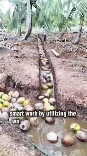 smart work by utilizing the water flow to collect the coconut harvest #shorts