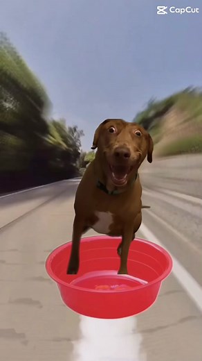 Belle is on another adventure! #fyp #bellebows #animals #meme