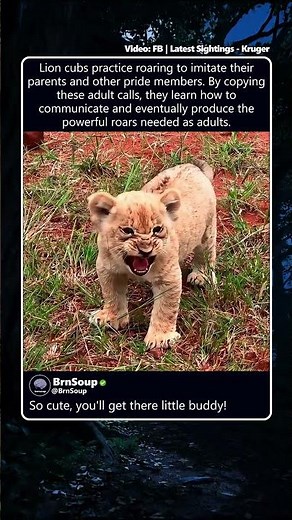Baby lion tries to roar