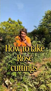 How to grow roses from cuttings. #roses #propagation