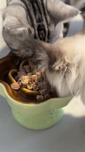 Stop Your Pet’s Eating Problems: The Game-Changing Bowl Your Pet Need #cats #catbowl #catfood