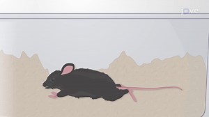 Determining Blood-Brain Barrier Disruption Using Fluorescent Dyes in an EAE Mouse Model