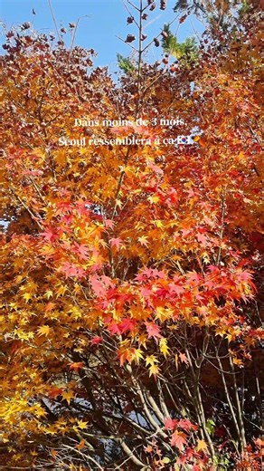 Dans moins de 3 mois, Séoul ressemblera à ça 🇰🇷🍂