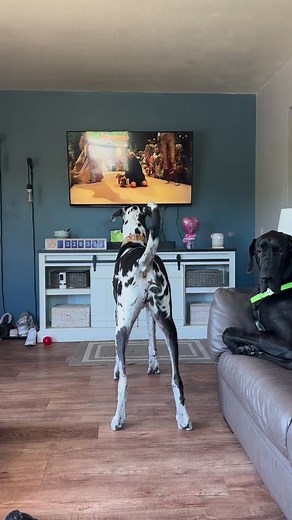 263K views · 7.5K reactions | Tv time it’s just that kinda of day. #DogTv #TvTime #Dog #GreatDane | Larry_the_great_dane | Facebook