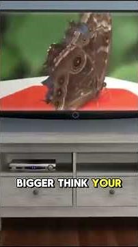 Macular Degeneration Introduction