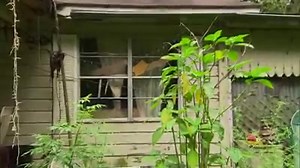 321K views · 3.9K reactions | On tonight's Pit Bulls and Parolees, Tia and Matt find themselves in a heartbreaking situation when called upon to rescue some dogs from the home of their recently deceased owner. Don't miss the episode at 10/9c. | Animal Planet | Facebook