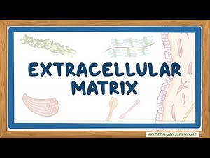 Extracellular Matrix Components and Their Role