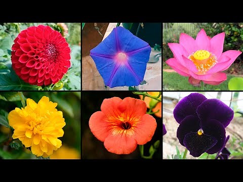 Plantas con Flores de Diferentes Colores para Decorar tu Hogar
