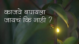 29 reactions | तर आजचा विडिओ हा काजव्यांबद्दल आहे.. मित्रानो दरवर्षी...