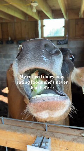Funny Cow Videos: Oreo Cows and Hilarious Moments on the Homestead