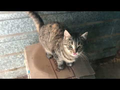 Kitten Scratching Its Claws - Cute Video