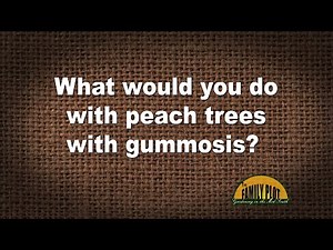 Q&A – What would you do with a peach tree with gummosis?