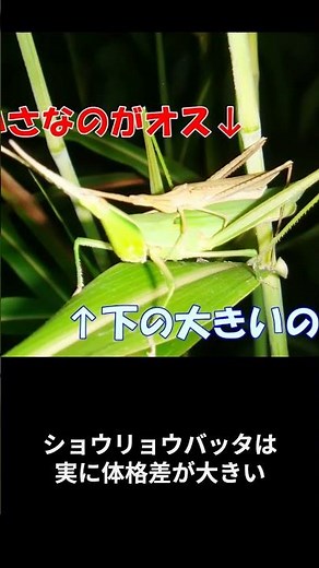 バッタ特集 ショウリョウバッタ