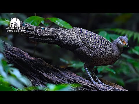 Laos Rainforest’s Most Beautiful Birds | Rare and Exotic Species in the Wild!
