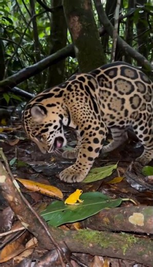 Jaguar Licks the Deadliest Frog on Earth 🐆🐸 #shorts