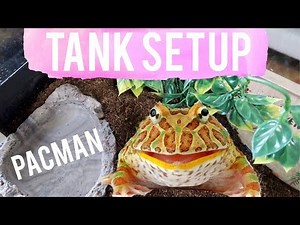 How To Setup Pacman Frog Tank | Albino Horned Pacman Frog Tank Setup