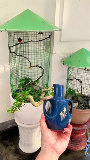 #aviary #aviarybirds #birds #dammechimcanh #lembonsai