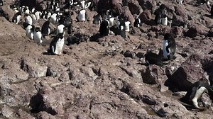 Eudyptes chrysocome is the rock hopper penguin