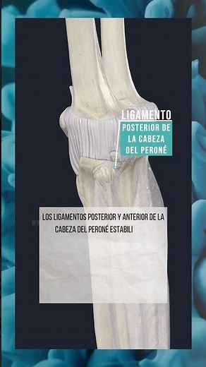 EL LIGAMENTO POSTERIOR Y ANTERIOR DE LA CABEZA DEL PERONÉ. #rodilla #anatomia