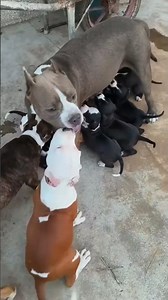 귀여운 강아지 만나보세요 / 愛らしい子犬に出会おう #JapanDogs #KoreaPuppies