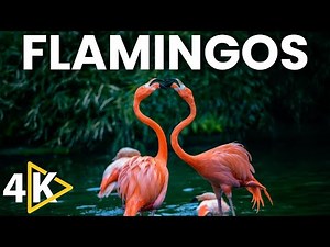 Flamingo Bird 4K video | Flying Flamingo birds 4K video | Birds 4K video with Relaxing Music