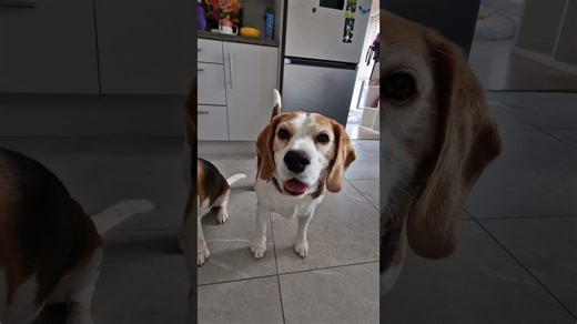 Beagle Owners' Logic Explained