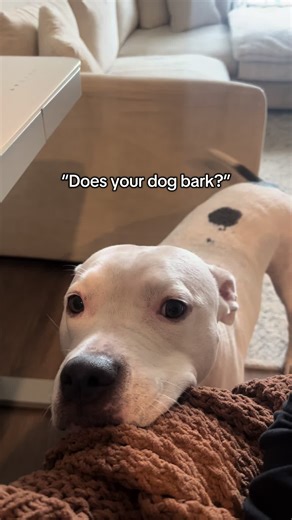 Understanding Pitbull Grumps: A Dog's Unique Behavior