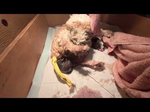 Havanese giving birth to 6 puppy!!
