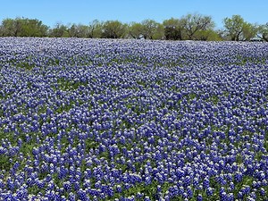 Where to road trip for the best Texas bluebonnet fields