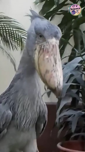 Shoebill Bird 🦤 #sciencefacts #itvscience #virals #science #reel iTV Science | iTV Science