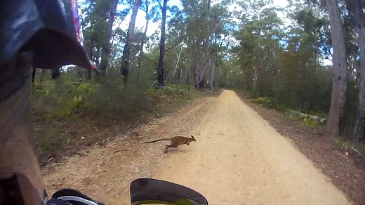 Riding with Skippy #australia #shorts #adventure #bikelife | Yowie's Bike Rides