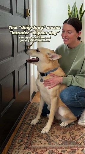 Why Dogs Go Crazy at the Doorbell