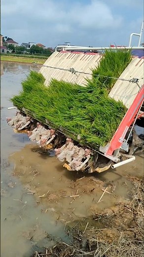 How Farmers Plant Rice with a Riding Transplanter Machine 👀