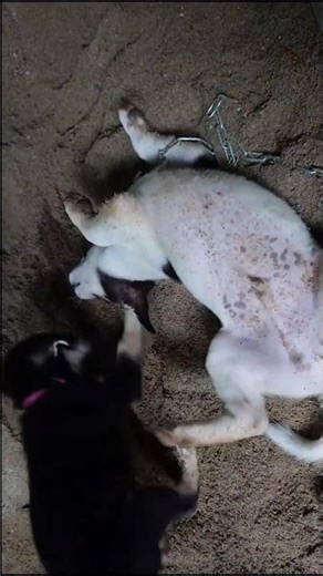 🐶 Watch Spotty🐄 & Inky🐃 the duo diggers playing with sand! 15/09/2025