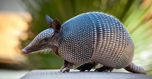 6 Diseases Commonly Carried by Armadillos