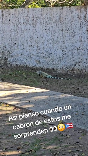 Gallina e palo #asisomos🤣🇵🇷 #2026 #loiza🇵🇷 #paratii