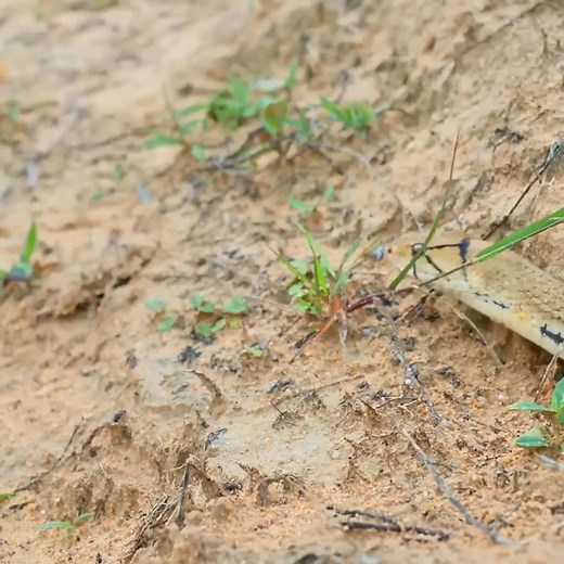 3.2K views · 53 reactions | A fierce battle | Snake Doctor | Facebook