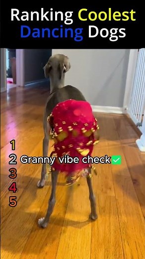 Ranking the Most Extra Dancing Dogs Ever #funnypets #dogsoftiktok