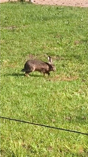 Early Morning Hare Encounter 🐇✨ | A Beautiful Spontaneous Wildlife Moment