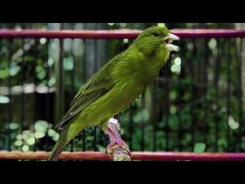 O treinamento mais mágico | Canário Belga tenta todos os canários a cantar