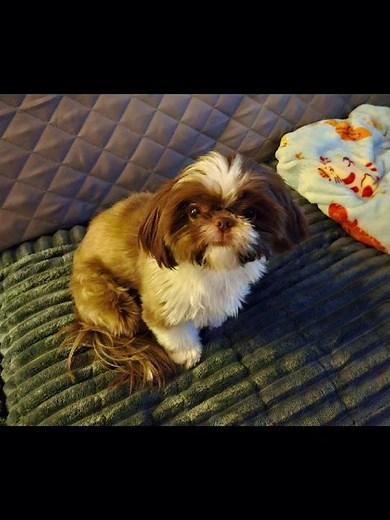 Santa Rosa Shih Tzu Puppy ™️ #shihtzu #cute #love #puppy #pet #pets #happy #joy #snuggly #puppylove