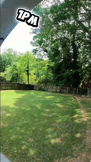 Zeon Zoysia Shade Tolerance