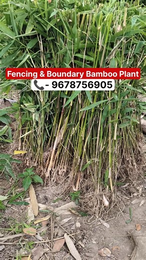 🎋Bamboo Fence Plant | Natural Boundary Solution