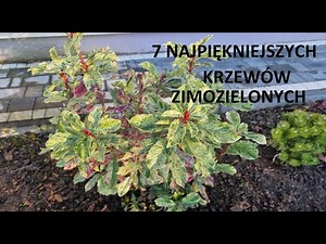 7 najpiękniejszych krzewów zimozielonych w moim ogrodzie. |Ogród Jadzi #289