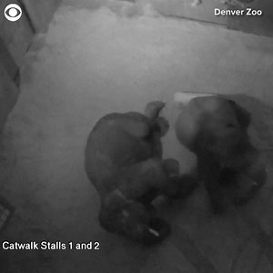 Take a look at these two elephants cuddling to sleep at the Denver Zoo. Chuck is 10 years old and and Jake is 9. The sweet moment is a sign that the elephants are settling down in their new enclosure, according to zookeepers. Chuck and Jake moved to the zoo in September. | CBS Colorado