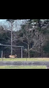 Sam the sheep deer | Ima Survivor Donkey and Farm Animal Sanctuary