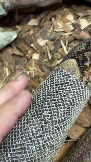 Satisfying Snake Shedding Process Revealed