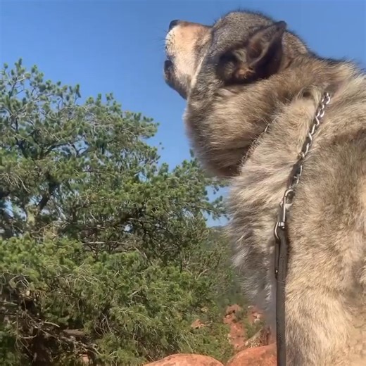 Spirit howling on his walk today #fyp #fun #funny #fail #usa#bab #spirit #coloradowolfadventures #viral #walkwithwolvesincolorado #foryou #cute #animals #trending | Radiant Rituals